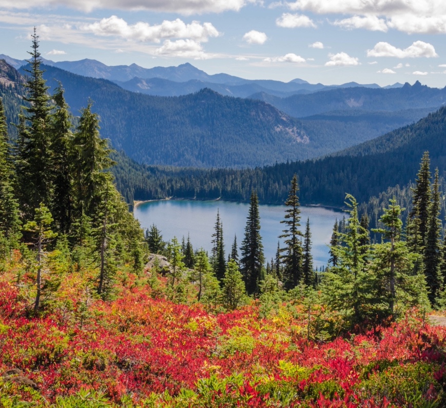 mountains, trees, flowers, and a lake